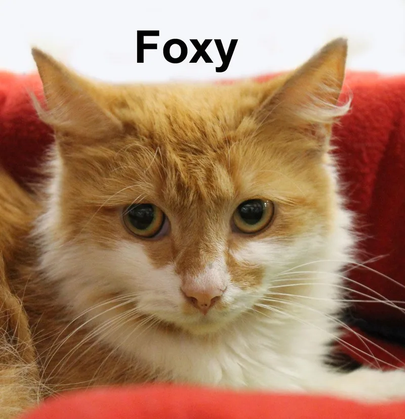 Foxy Ricc. thumbnail 2