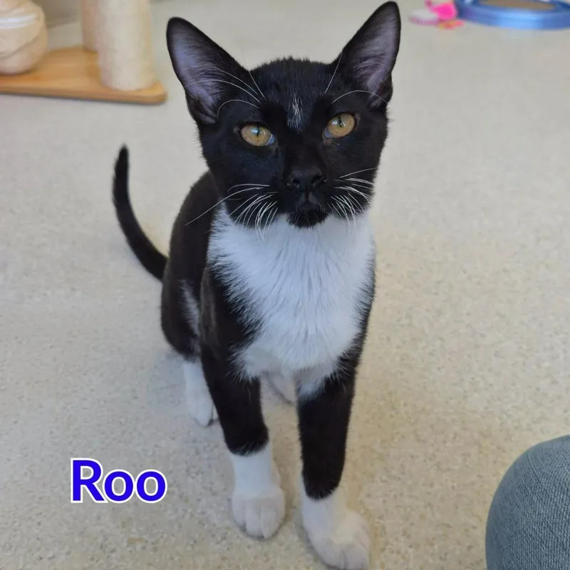 A baby medium-sized male Domestic Short Hair cat named Roo for adoption in North Saint Paul, MN