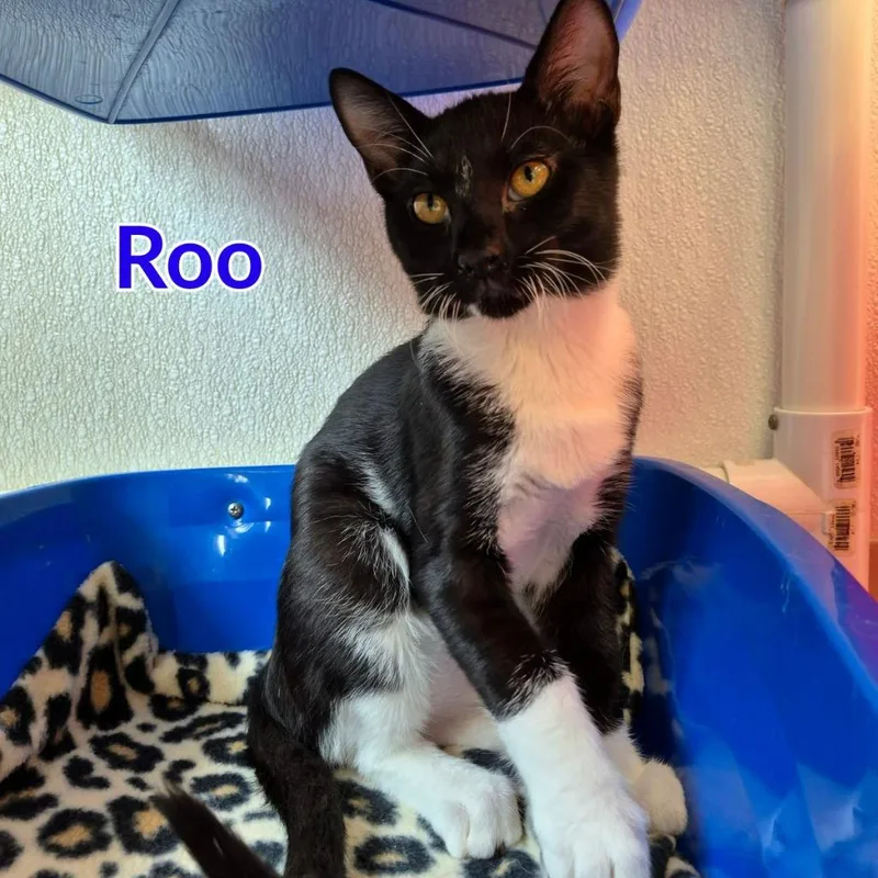 Roo thumbnail 2