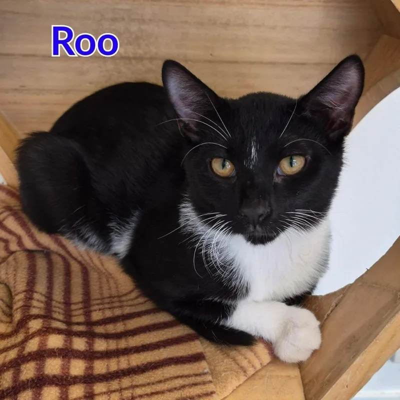 Roo thumbnail 3