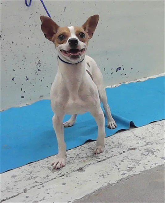 A young small-sized male Chihuahua dog named A for adoption in Houston, TX