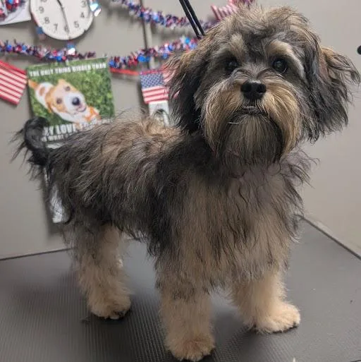 Wookie Woo