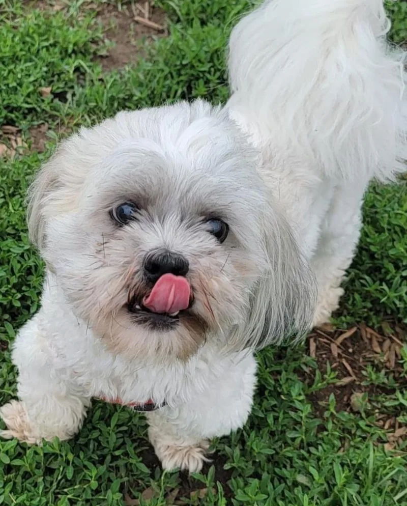 An adult small-sized male White / Cream Shih Tzu dog named Bentley for adoption in Brainerd, MN