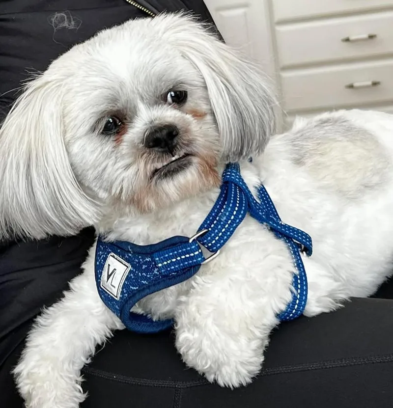 Bentley thumbnail 2