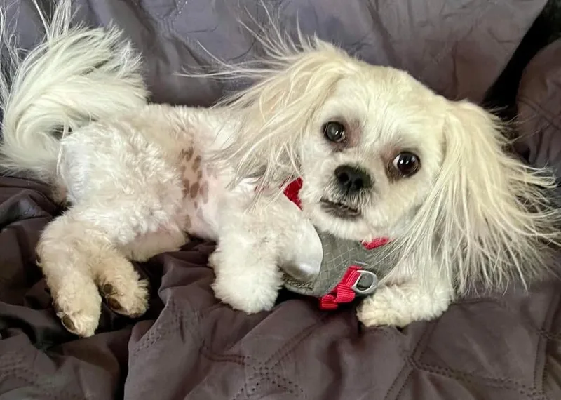 Bentley thumbnail 4