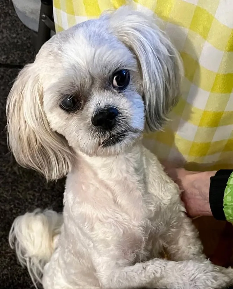 Bentley thumbnail 6