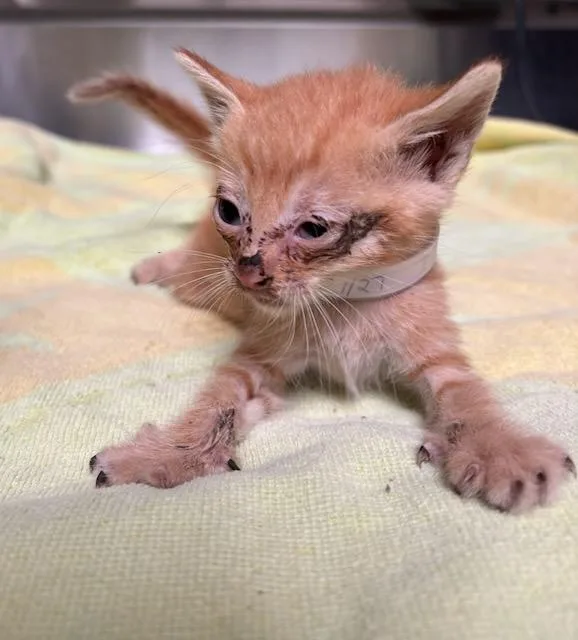 A baby small-sized male Domestic Short Hair cat named Mango for adoption in Baldwin Park, CA