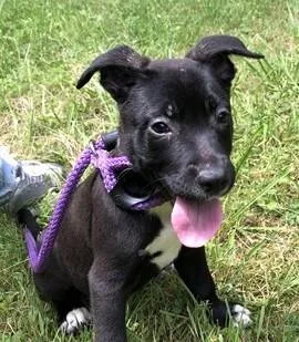 A baby medium-sized female Mixed Breed dog named Swiss for adoption in Madison, NJ