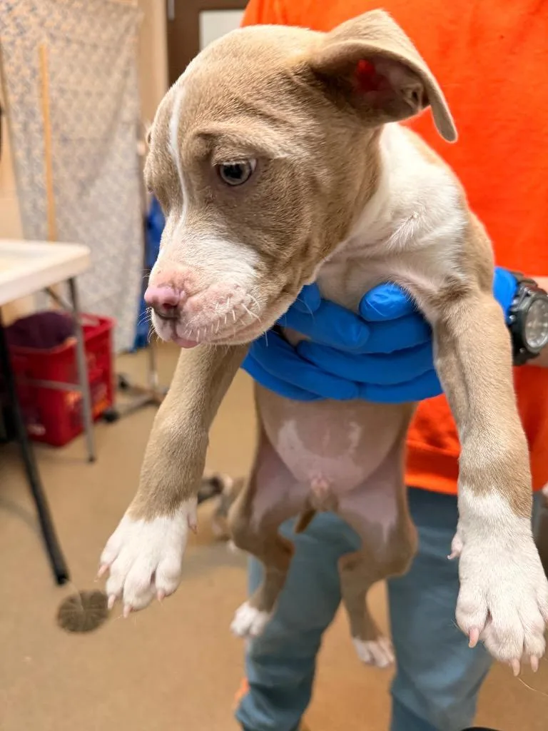 A young medium-sized female Mixed Breed dog named Rosie for adoption in Rome, GA
