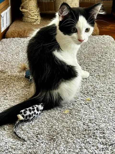 A baby medium-sized female Black & White / Tuxedo Domestic Short Hair cat named Lola for adoption in Los Angeles, CA