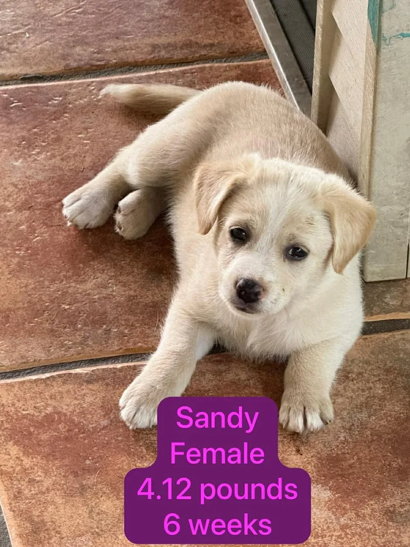Sandy