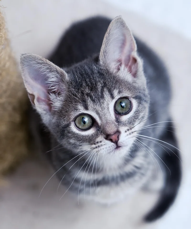 A baby medium-sized female Tabby (Gray / Blue / Silver) Tabby cat named Princess Bubblegum for adoption in Chattanooga, TN