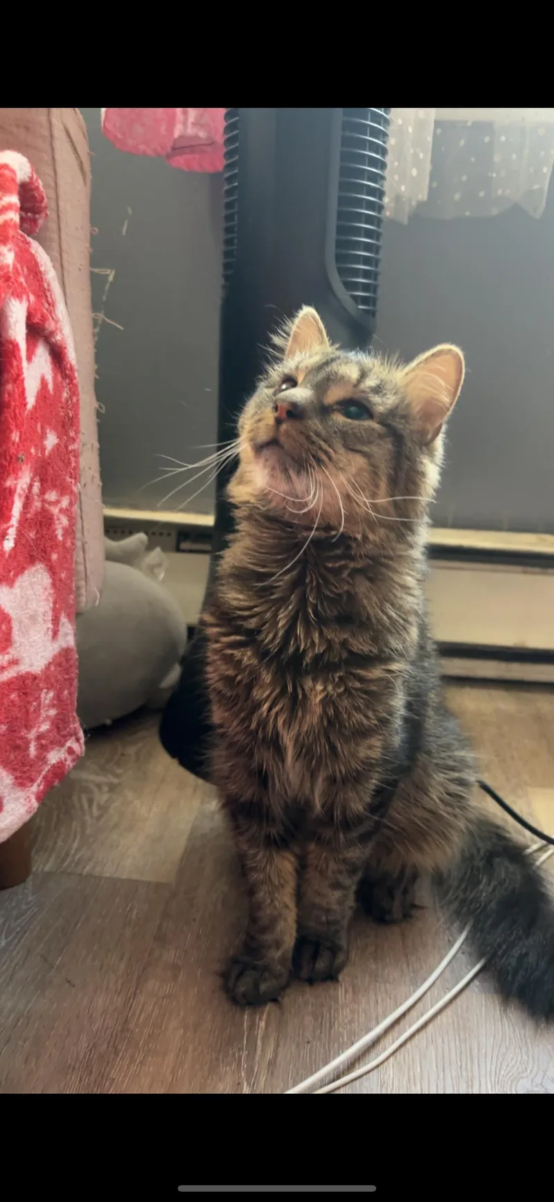 Gizmo Bonded With Rella thumbnail 2