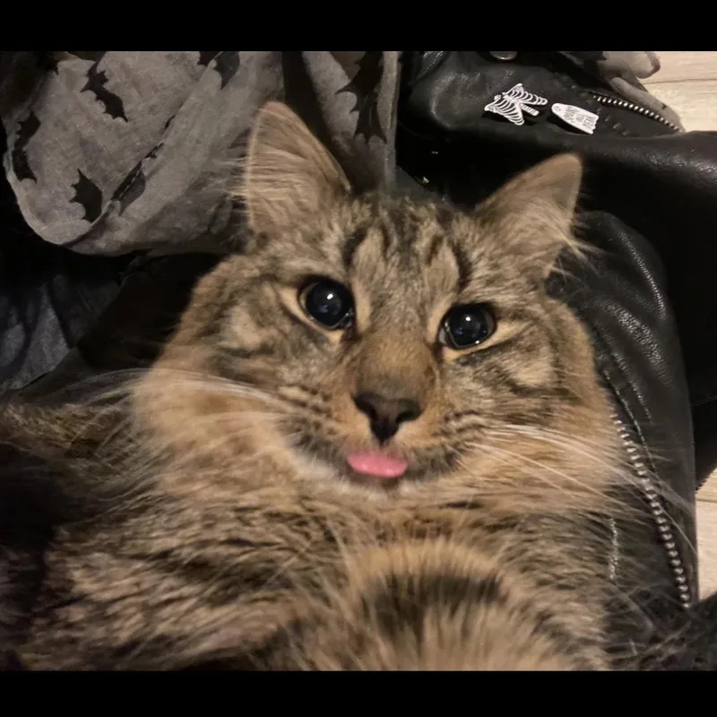 Gizmo Bonded With Rella thumbnail 3