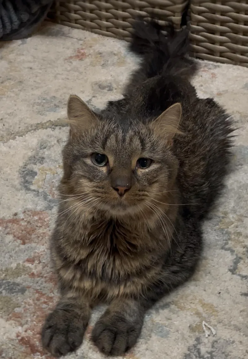 Gizmo Bonded With Rella thumbnail 4