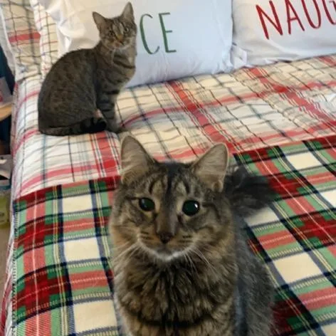 Gizmo Bonded With Rella thumbnail 5