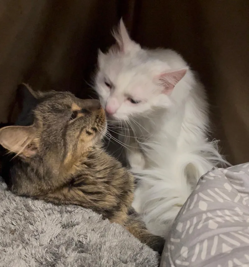 Gizmo Bonded With Rella thumbnail 6