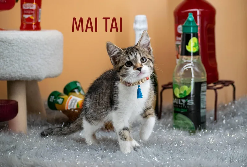 A baby small-sized female Tabby (Brown / Chocolate) Domestic Short Hair cat named Mai Tai for adoption in Sevierville, TN