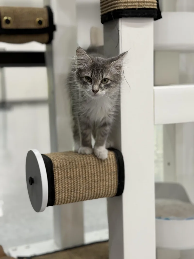 A young medium-sized female Gray & White Domestic Long Hair cat named Brie for adoption in Sherman, TX