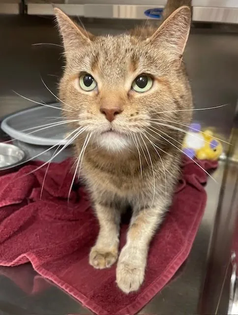 An adult medium-sized female Tortoiseshell Domestic Short Hair cat named Fiesta for adoption in Prudenville, MI