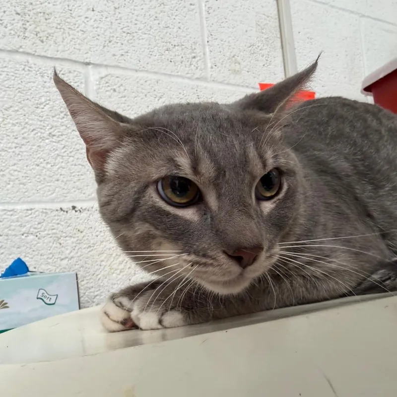 An adult medium-sized male Gray / Blue / Silver Domestic Short Hair cat named Hash Brown for adoption in Edinburg, TX