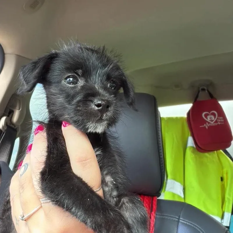 A baby small-sized female Terrier dog named Maggie for adoption in Bastrop, TX