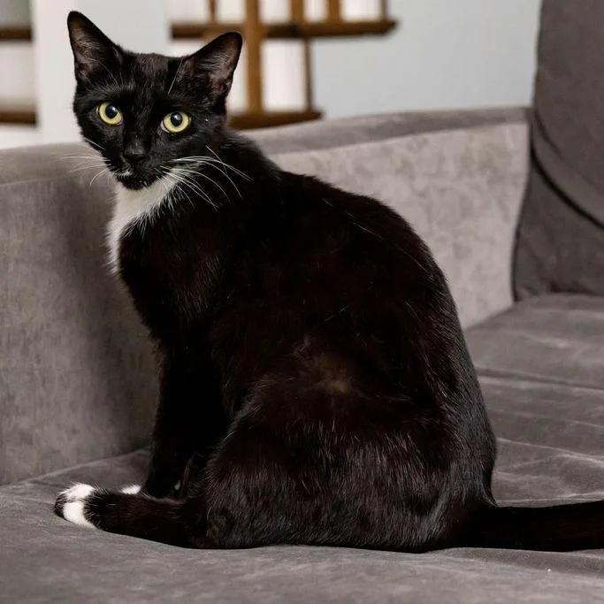 A young medium-sized female Black & White / Tuxedo Domestic Short Hair cat named Frida for adoption in Chicago, IL