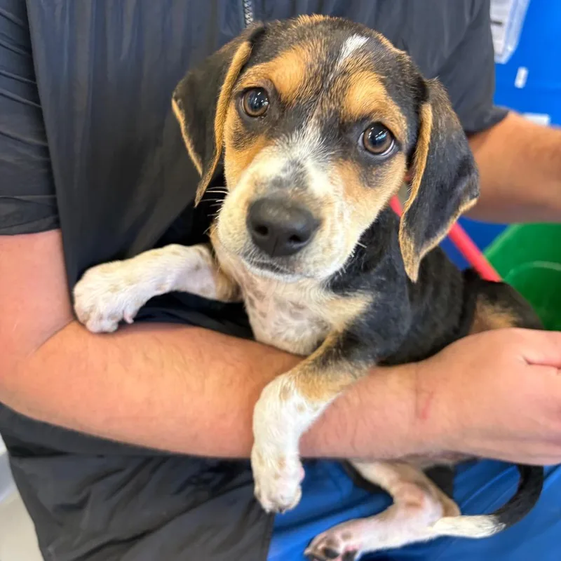 A baby small-sized female Black Mixed Breed dog named Dotty for adoption in Wheeling, IL