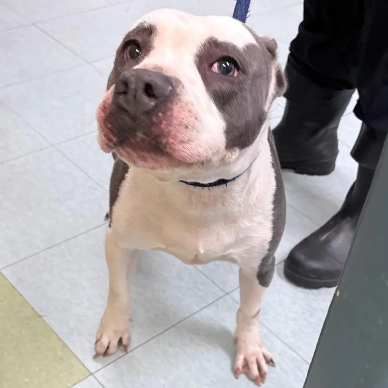 An adult medium-sized female White / Cream Pit Bull Terrier dog named Paige for adoption in Philadelphia, PA