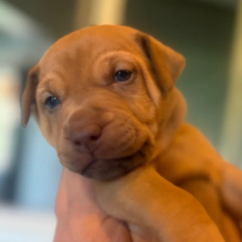 A baby small-sized male Sable Mixed Breed dog named Tank for adoption in Centralia, WA