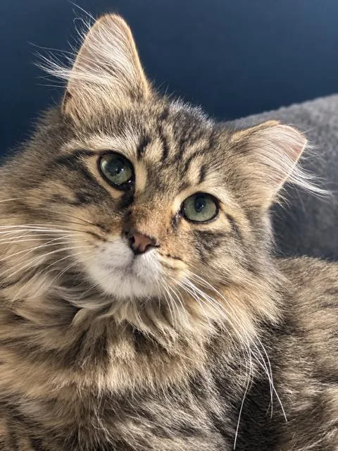 A baby medium-sized male Tabby (Brown / Chocolate) Domestic Long Hair cat named Tiger for adoption in Lakeville, MN