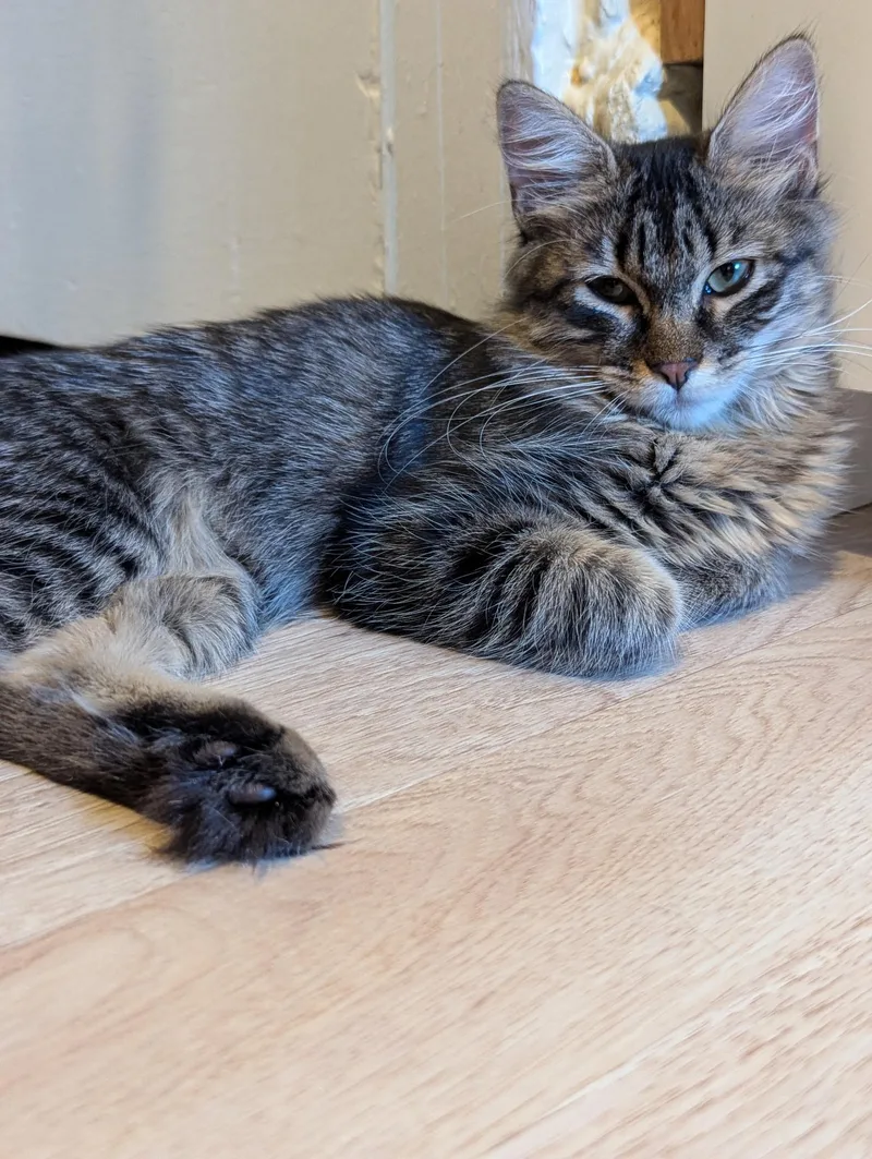 A baby medium-sized female Domestic Long Hair cat named Woolfie for adoption in Brooklyn, NY