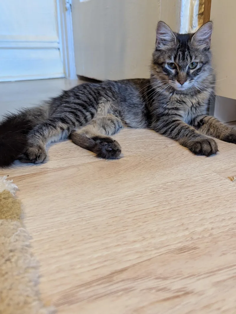 Woolfie thumbnail 4