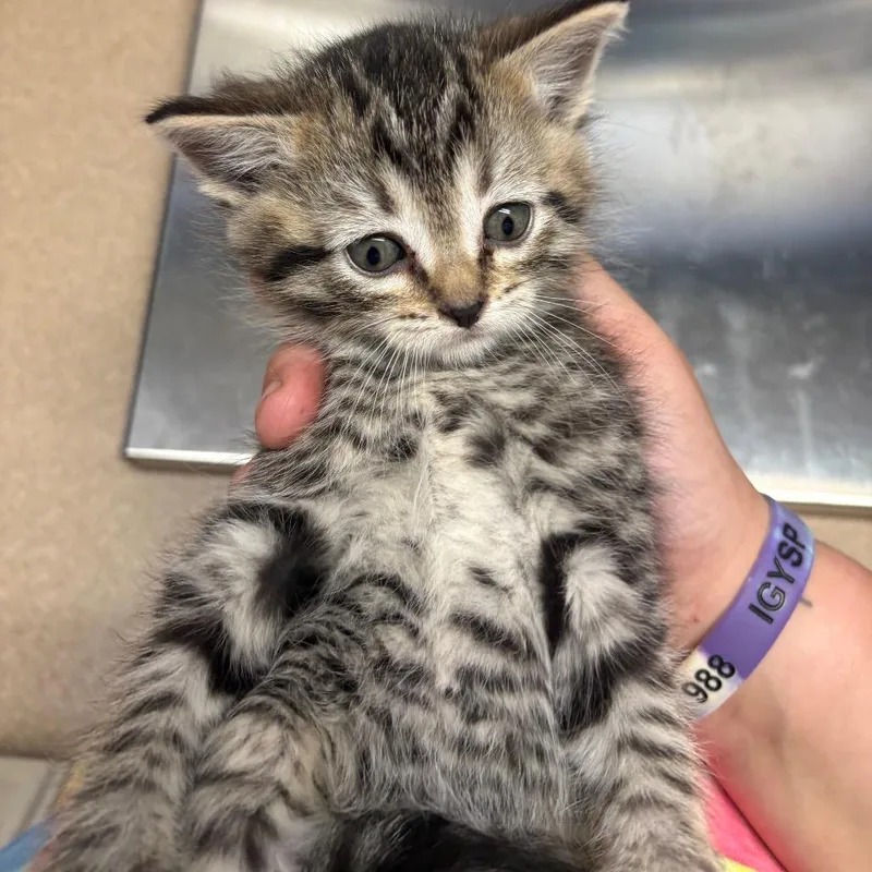 Tabby