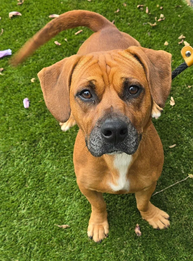 A young medium-sized male Tricolor (Brown, Black, & White) Basset Hound dog named S'mores for adoption in Newport, TN