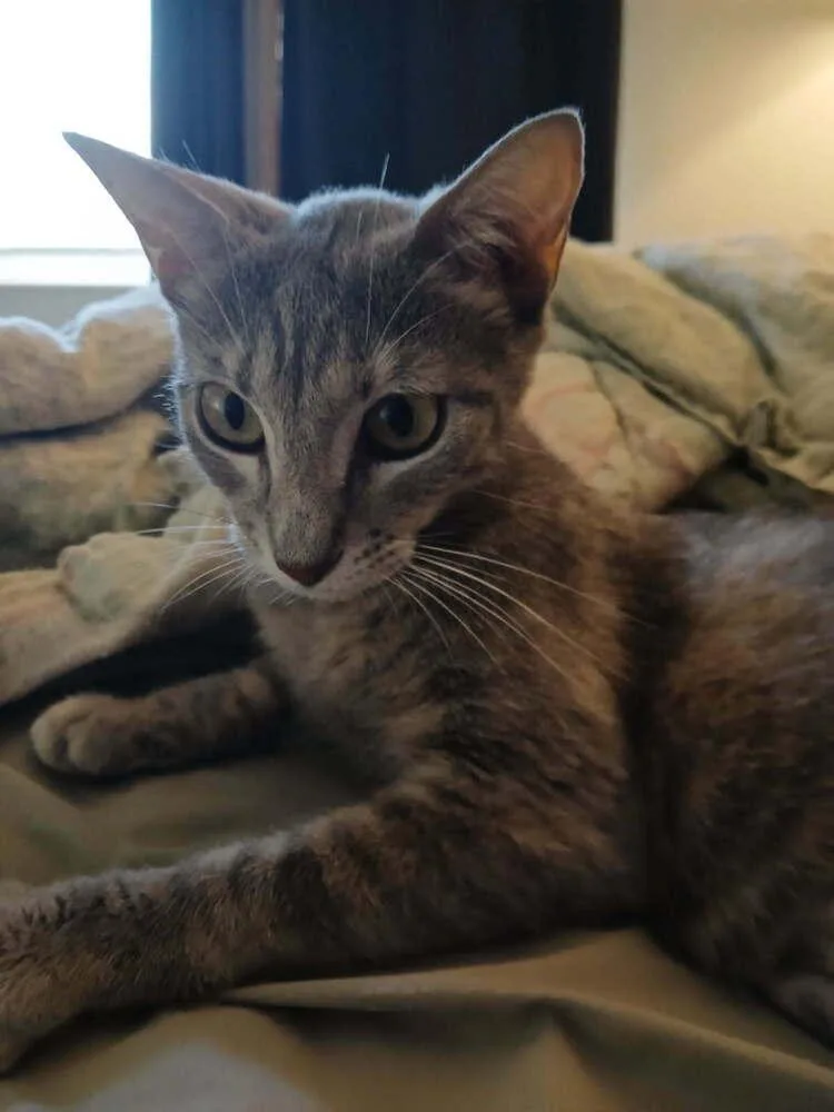An adult medium-sized female Black & White / Tuxedo Domestic Short Hair cat named Grace for adoption in Orlando, FL