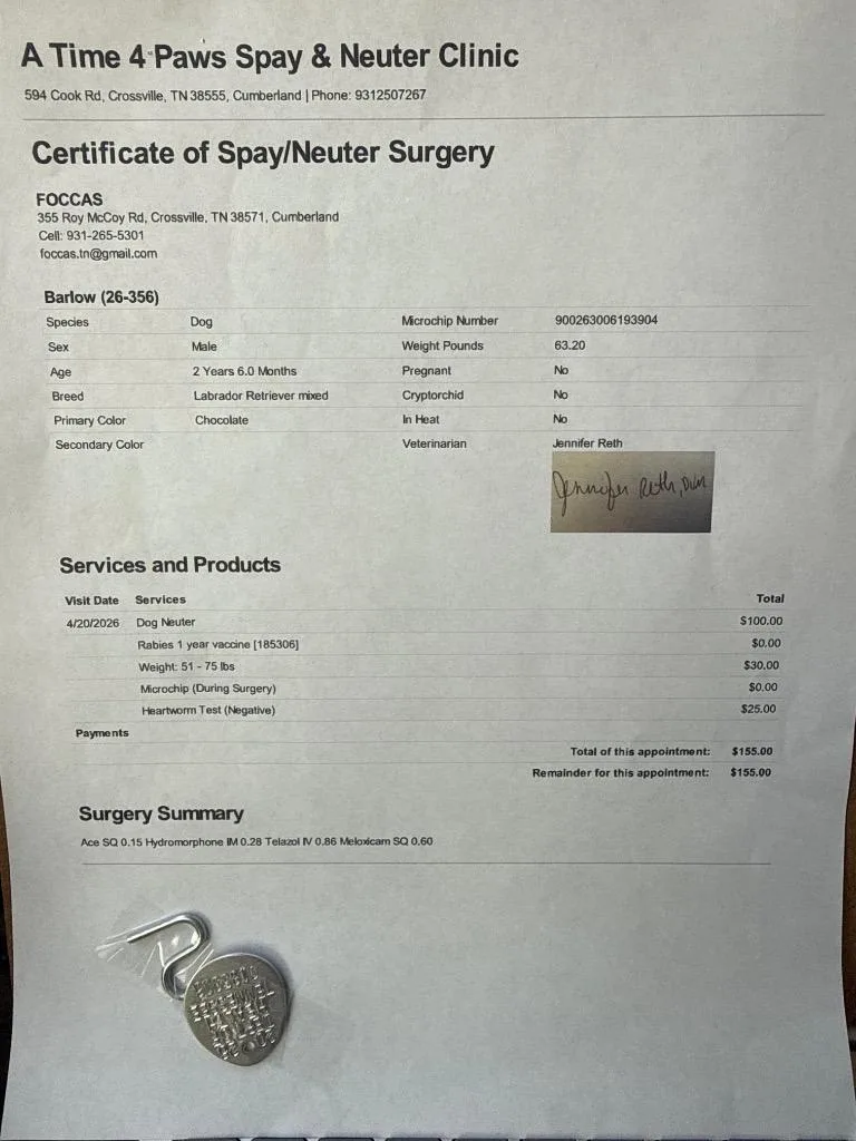 A young medium-sized male Labrador Retriever dog named Barlow for adoption in Crossville, TN