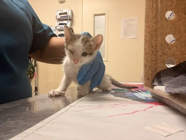 A baby small-sized male Domestic Short Hair cat named Huey for adoption in Riverside, CA