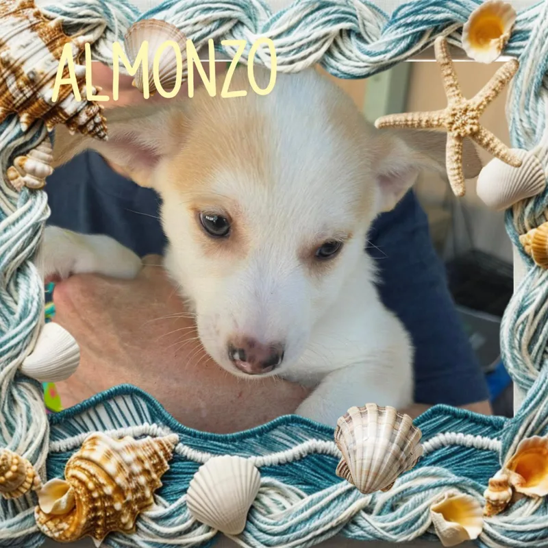 A baby small-sized male Chihuahua dog named Almonzo for adoption in Eugene, OR