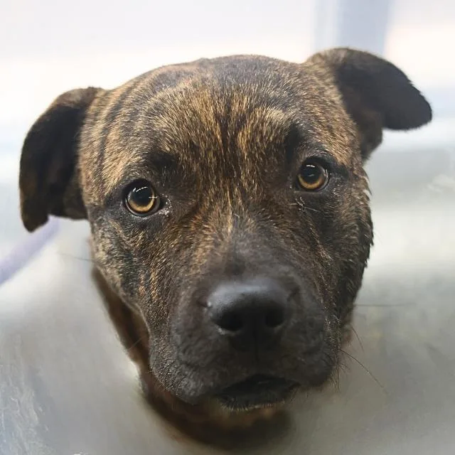 A young medium-sized male Dutch Shepherd dog named Tucker for adoption in San Antonio, TX