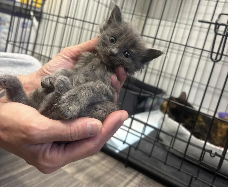 A baby medium-sized female Gray / Blue / Silver Domestic Long Hair cat named Anna for adoption in Delray, WV