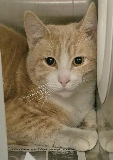 Archie