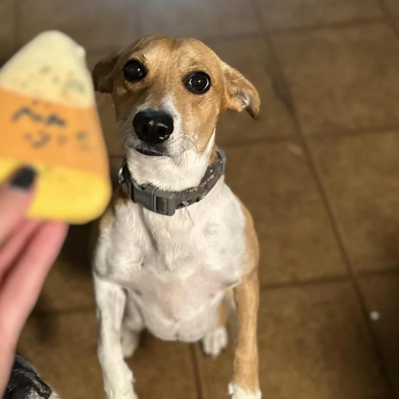 Jackson Jrt