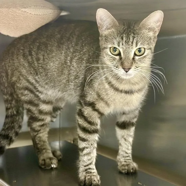 A young medium-sized female Brown / Chocolate Domestic Short Hair cat named Cupcake for adoption in Austin, TX