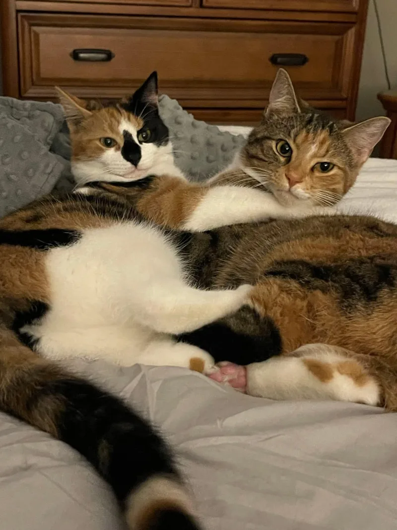 A young medium-sized female Domestic Short Hair cat named Mia And Miley for adoption in North East, MD