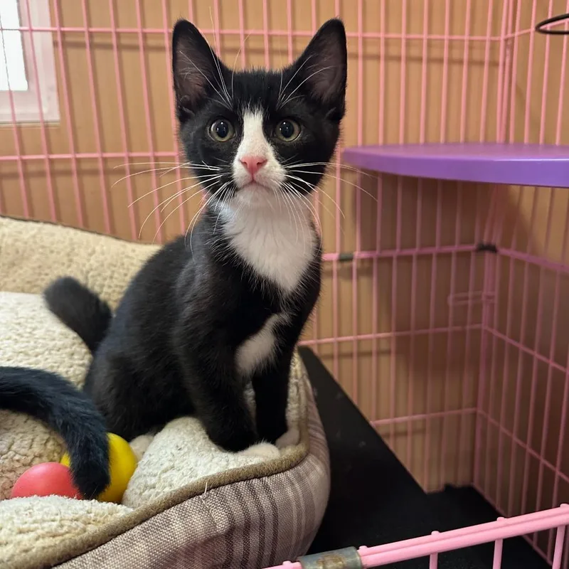 A baby small-sized male Black Domestic Short Hair cat named Irwin for adoption in Priest River, ID