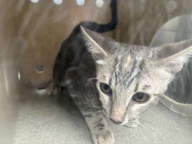 A young large-sized female Domestic Short Hair cat named Vineyard for adoption in Rancho Cucamonga, CA