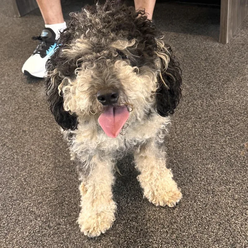 An adult medium-sized female Gray / Blue / Silver Mixed Breed dog named Odette for adoption in Allentown, PA