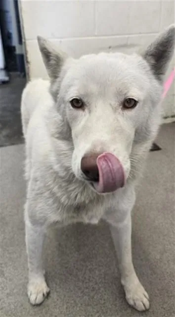 An adult large-sized female German Shepherd Dog dog named Winter for adoption in San Bernardino, CA