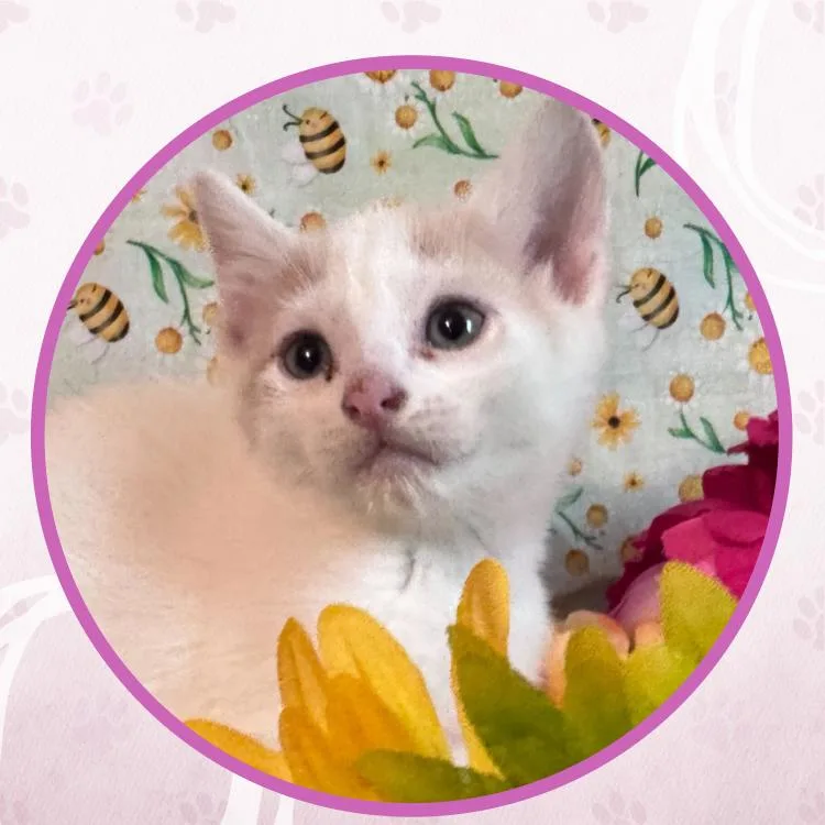 A baby small-sized male Domestic Short Hair cat named Rolling Thunder for adoption in Toms River, NJ